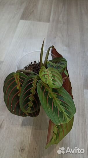 Калатея Ктенанта маранта