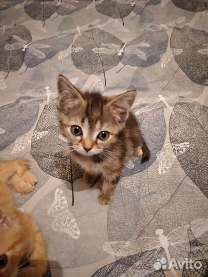 Котята ищут дом