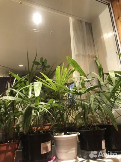 Пальма трахикарпус цветы растения