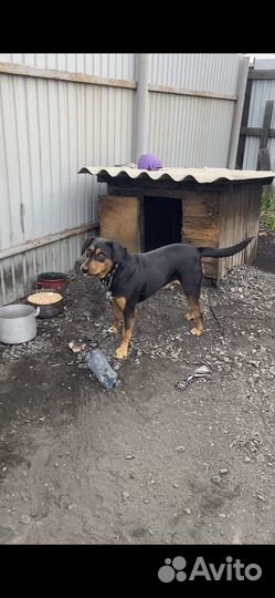 Собака в добрые руки