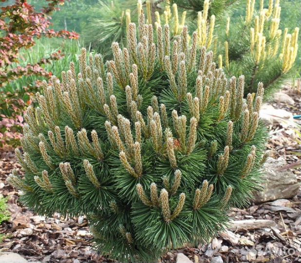 Семена сосна разные виды