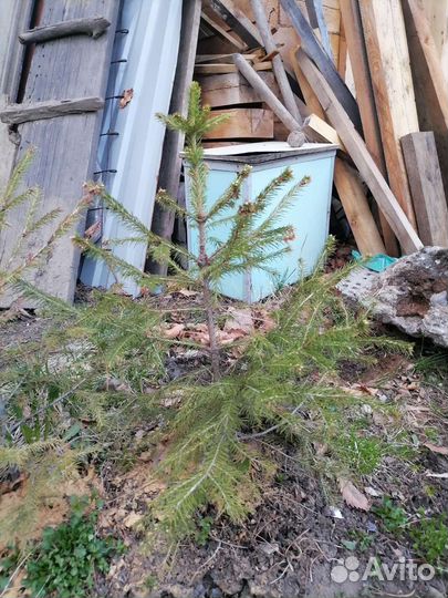 Ель обыкновенная