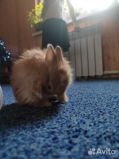 Декоративные кролики