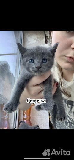 Британские котята