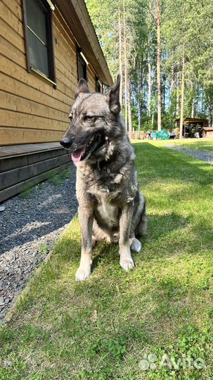 Чукотская ездовая в добрые руки