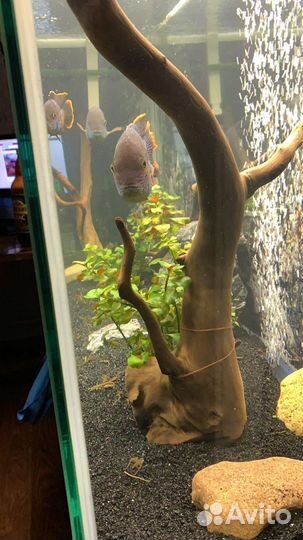 Запуск аквариума