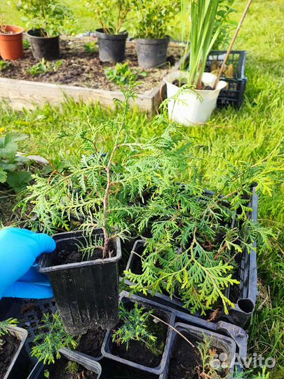 Цветы и кустарники для вашего сада