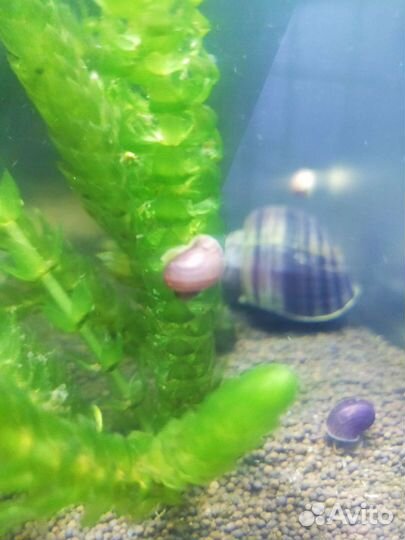 Голубые ампулярии