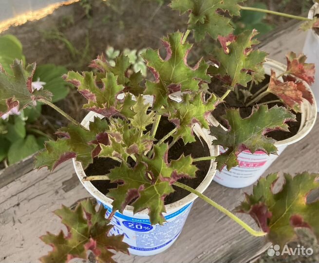 Растения цветы для сада Гейхера, Хоста, Очиток