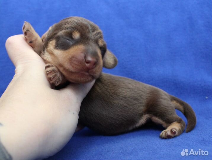 Такса жесткошерстная. кроличья. Мальчишки. РКФ