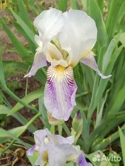 Ирисы бородатые и др многолетники
