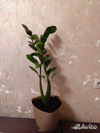 Замиокулькас