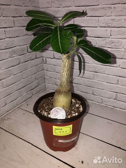 Адениумы из семян