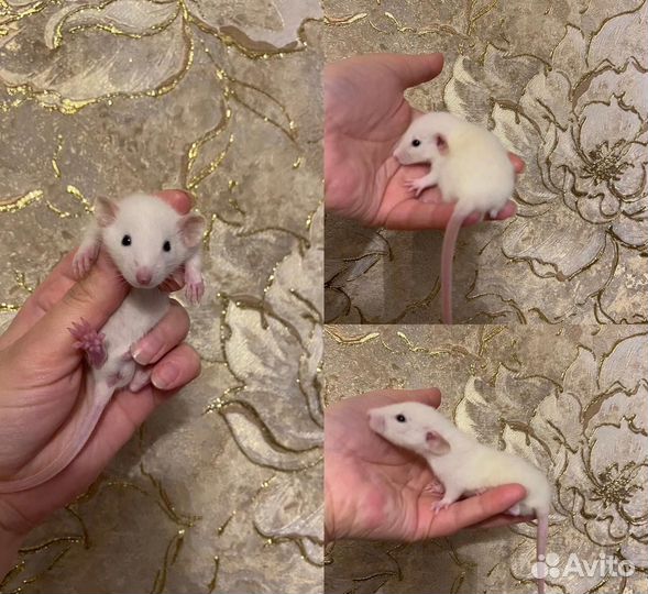 Декоративная крыса дамбо