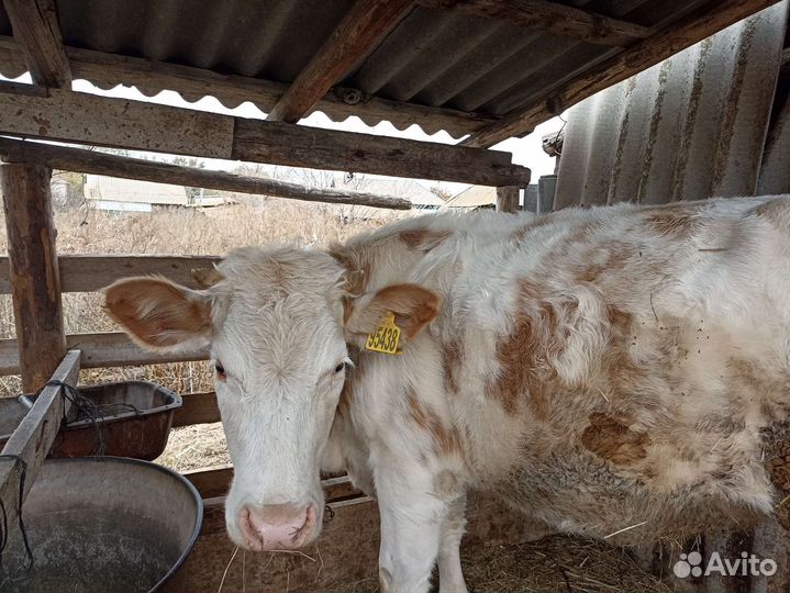 Коровы быки телки