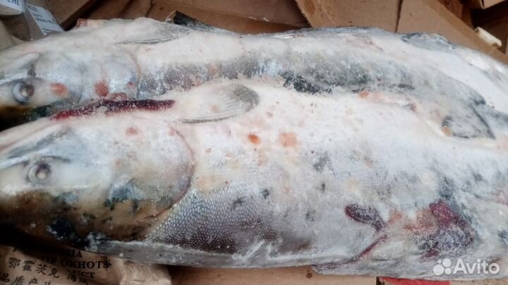 Свежемороженая горбуша