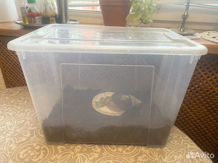 Улитки ахатины