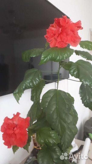 Пальма юкка,алоэ лечебное,фиалка