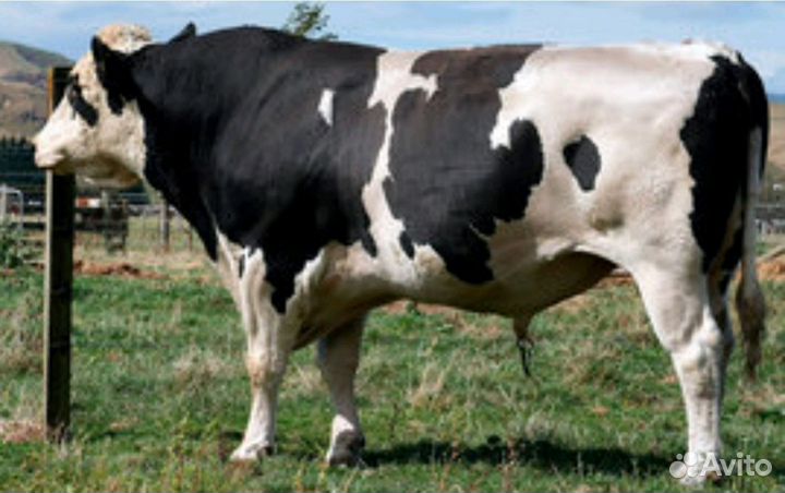 Искусственное осеменение коров и телок