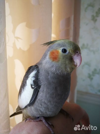 Кореллы выкормыши бронирование на май