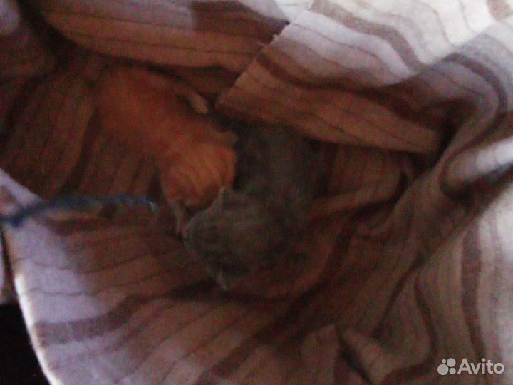 Отдам в добрые руки