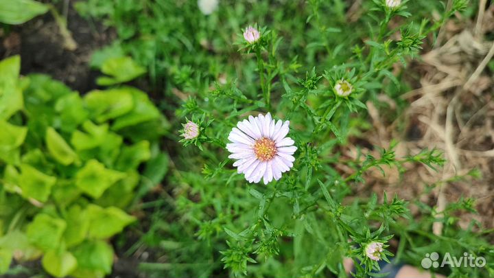Пеларгония герань цветы