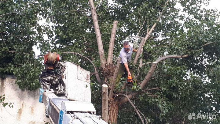 Сад благоустройство