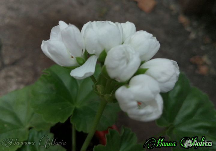 Пеларгония Hanna Andrea