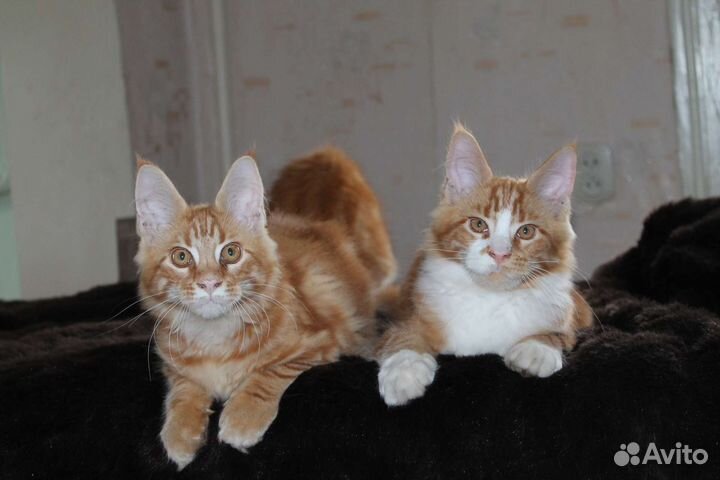 Чистокровные Котята Мейн кун