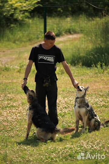 Услуги кинолога