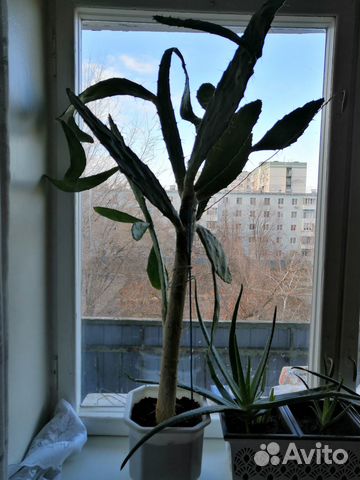 Большой кактус