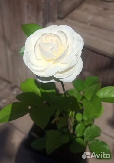 Саженец розы Артемис зкс