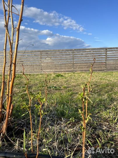 Саженцы малины