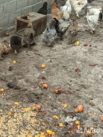 Куры домашние