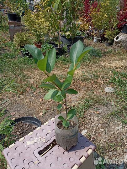 Арония черноплодная