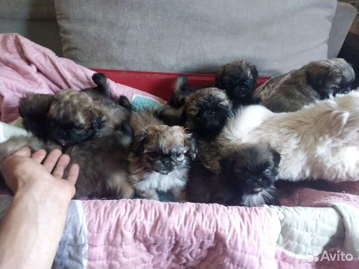 Пекинес
