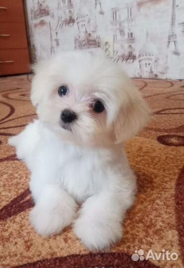 Щенки мальтезе