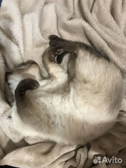 Кошка
