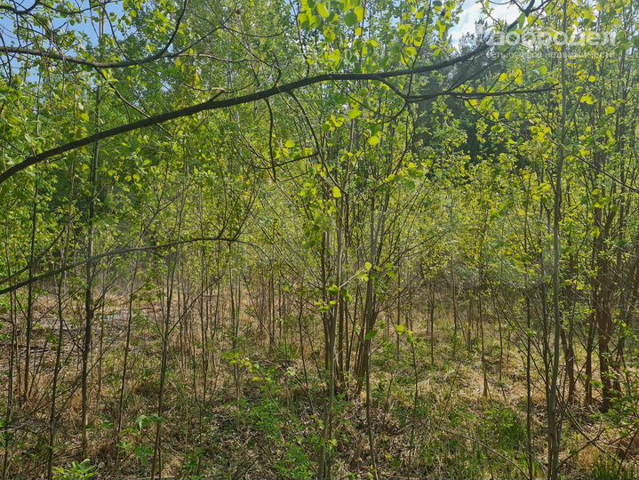 Участок 9,4 сот. (СНТ, ДНП)