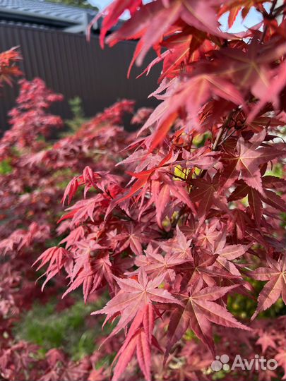 Японский клен