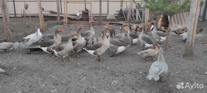 Гусь крупный серый