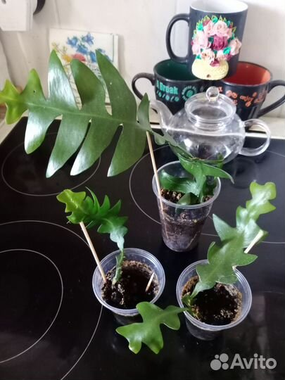 Марниера, Эпифиллумы - ангулигер (углов)и др, Алое