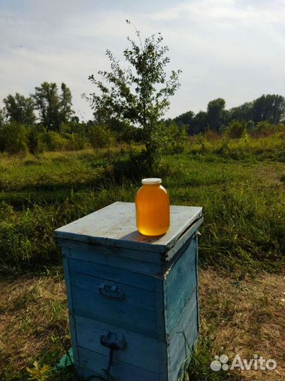 Мед цветочный урожай 2023г