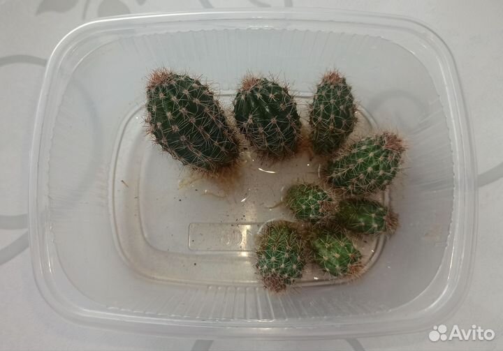 Кактус цветущий