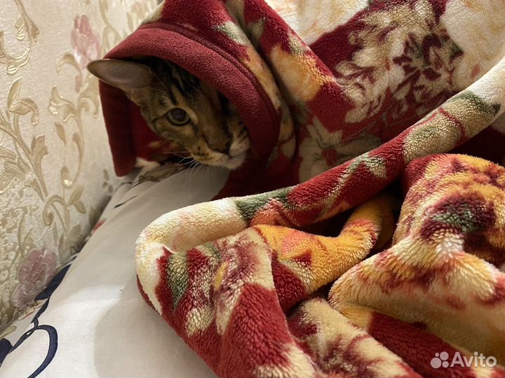 Котоситтер, няня для кошек, передержка