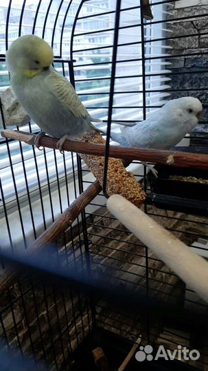 Волнистый попугай (сложенная пара радужных)