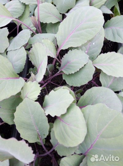 Рассада капусты