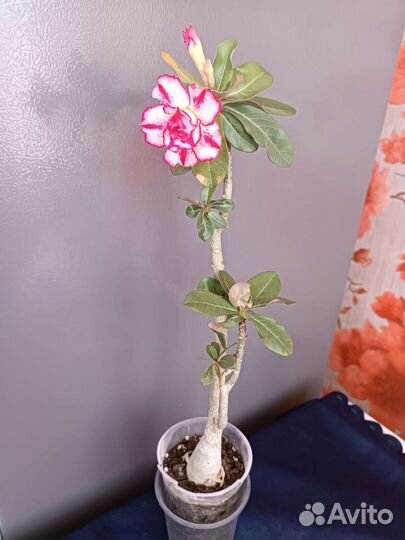 Адениумы цветущие