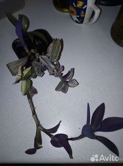 Декабрист, рео, традесканция