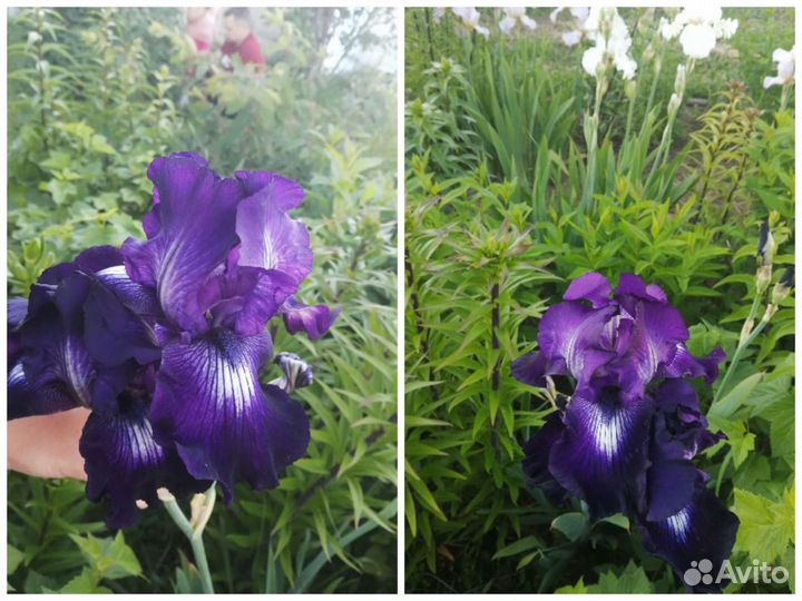 Ирисы бородатые все сортовые